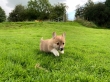 Welsh Pembroke Corgi Puppies For Their Forever Homes